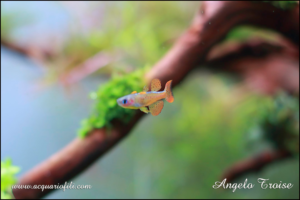 pseudumogil paskai blue eyes2