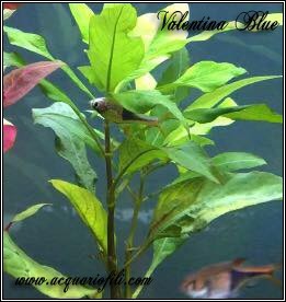 Trigonostigma heteromorpha Trigonostigma heteromorpha deposizione