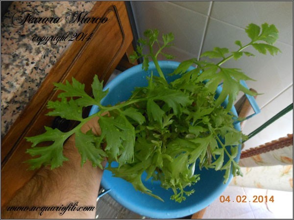 Ceratopteris cornuta