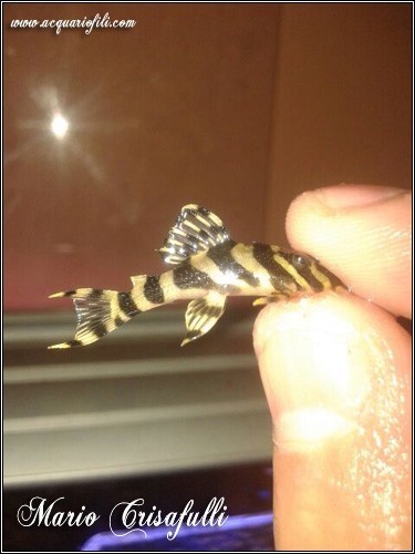 Peckoltia compta L134