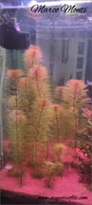 myriophyllum roraima