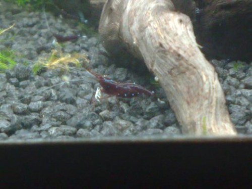 caridina sp cardinal caridina sp cardinal