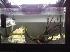 caridina sp cardinal caridina sp cardinal