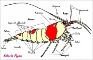 caridine e neocaridine
