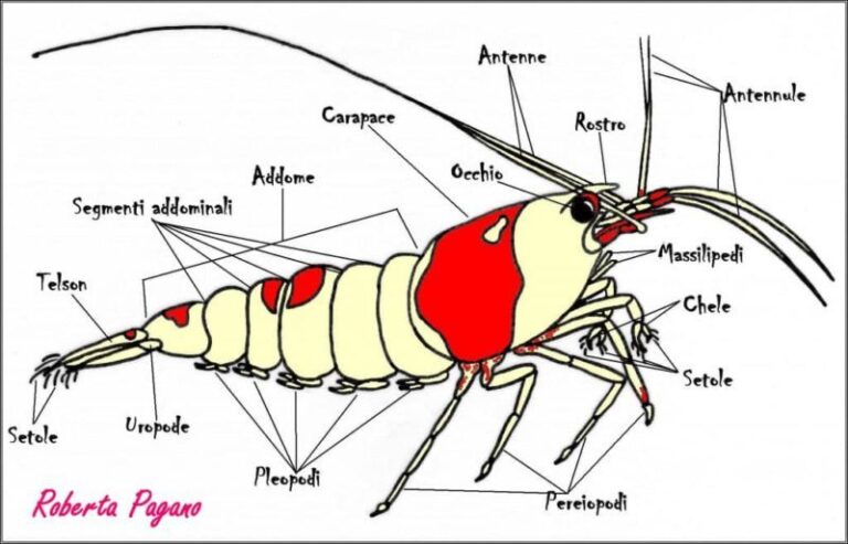 caridine e neocaridine