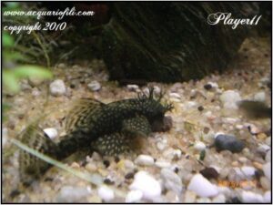 Ancistrus dolichopterus