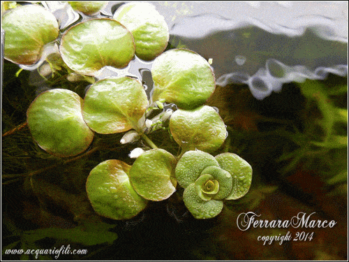 Ludwigia helminthorrhiza