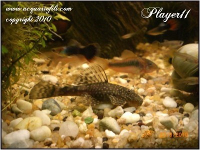 Ancistrus dolichopterus foto1a