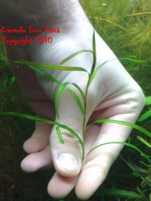 Potamogeton Gayi