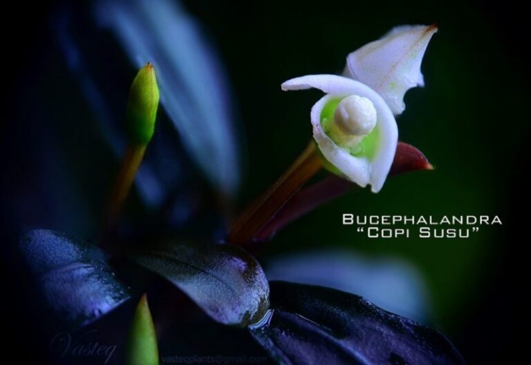 Bucephalandra Copi Susu