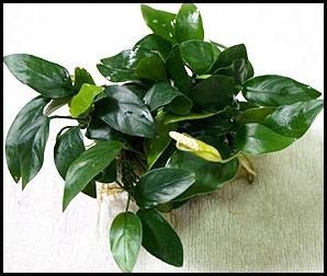 Anubias barteri var Nana