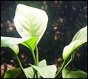 Anubias barteri var marble Anubias barteri var marble