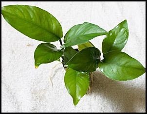 Anubias heterophylla