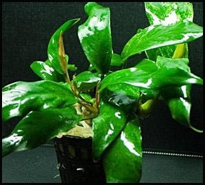 Anubias sp Garbon