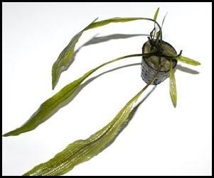 Aponogeton henkelianus