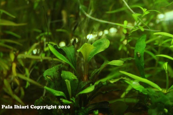 Bucephalandra Motleyana Sintang