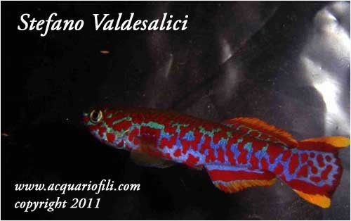 Fundulopanchax gardneri