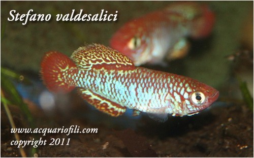 Nothobranchius spec CI 07 Lubumbashi