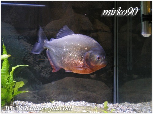 Pygocentrus Nattereri2