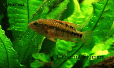 apistogramma viejita