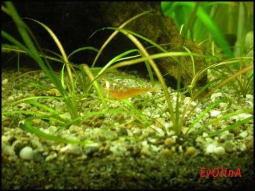 caridina sp propinqua