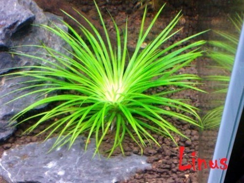 eriocaulon australia