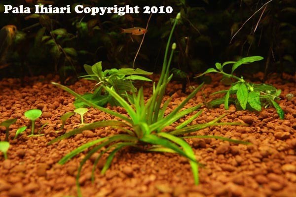 eriocaulon goias fiore