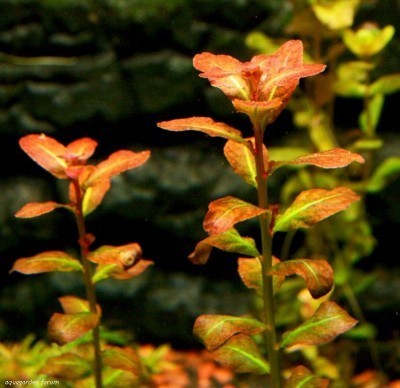 Ludwigia senegalensis