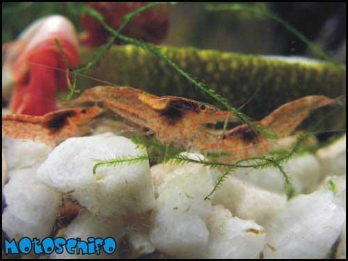Neocaridina denticulata sinensis var. Red