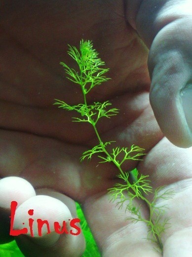 utricularia autralis