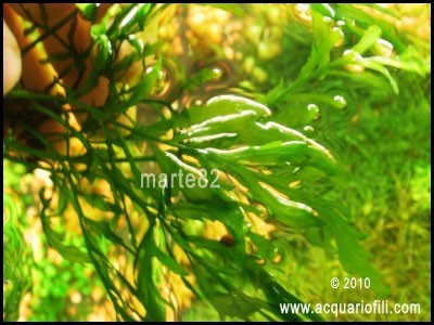 Bolbitis Prothallium