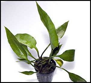 Cryptocoryne ciliata