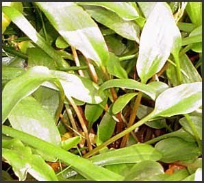 Cryptocoryne lutea