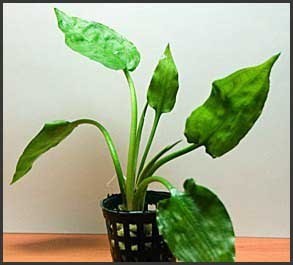 Cryptocoryne pontederiifolia