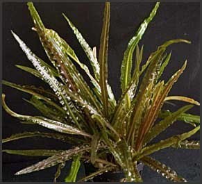 Cryptocoryne retrospiralis