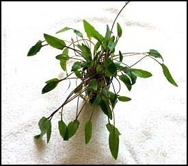 Cryptocoryne wendtii green x tall