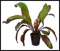 Echinodorus Rubin