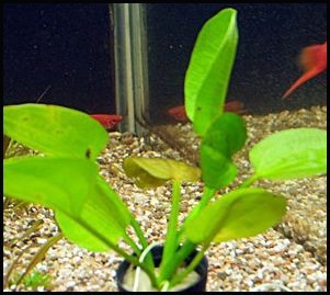 Echinodorus cordifolius