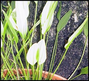 Echinodorus macrophyllus copia Echinodorus macrophyllus