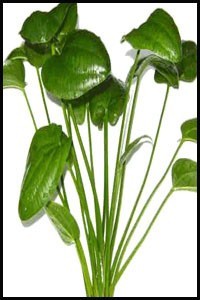 Echinodorus muricatus green
