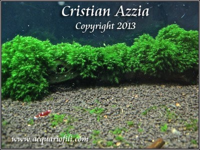 Fissidens Fontanus Fissidens fontanus