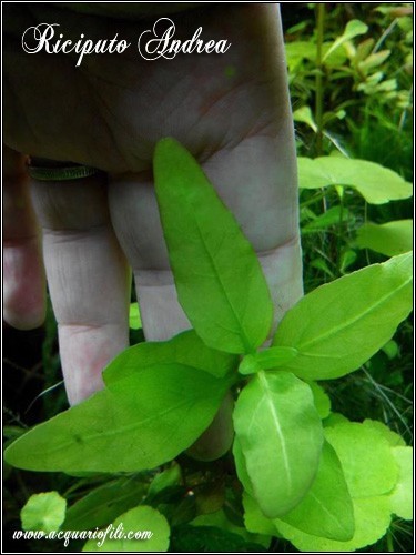 Gymnocoronis spilanthoides