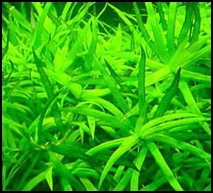 Heteranthera zosterifolia