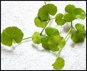 Hydrilla verticillata