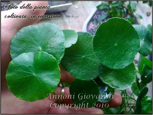 Hydrocotyle verticillata