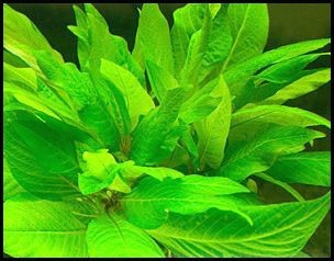 Hygrophila corymbosa 'Compact' copia Hygrophila corymbosa Compact