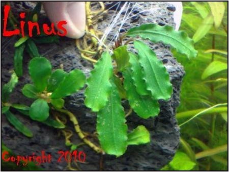 Bucephalandra Motleyana sp Sintang