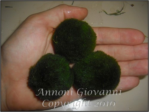 Cladophora aegagropila