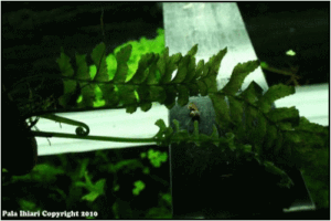 crepidomanes auriculata