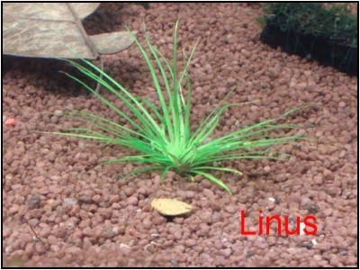 Eriocaulon sp Mato Grosso